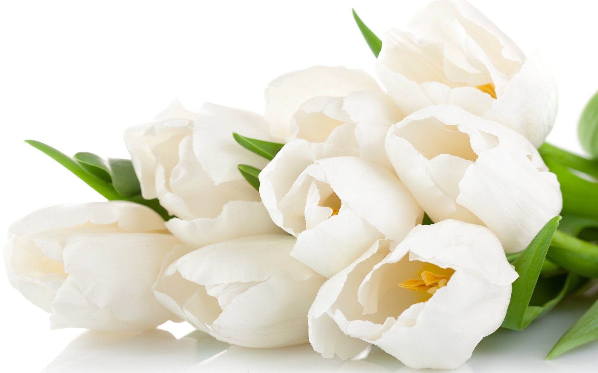 tulips kwiaty tulipany white petals flowers bouquet beauty delikatne