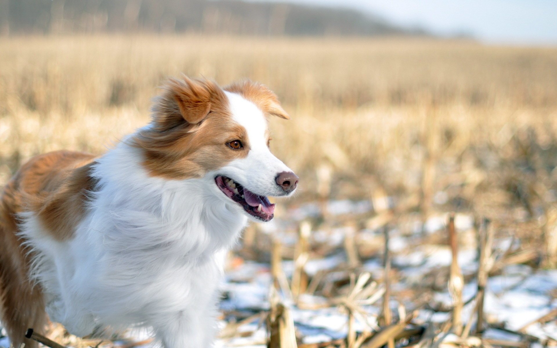 dog field winter