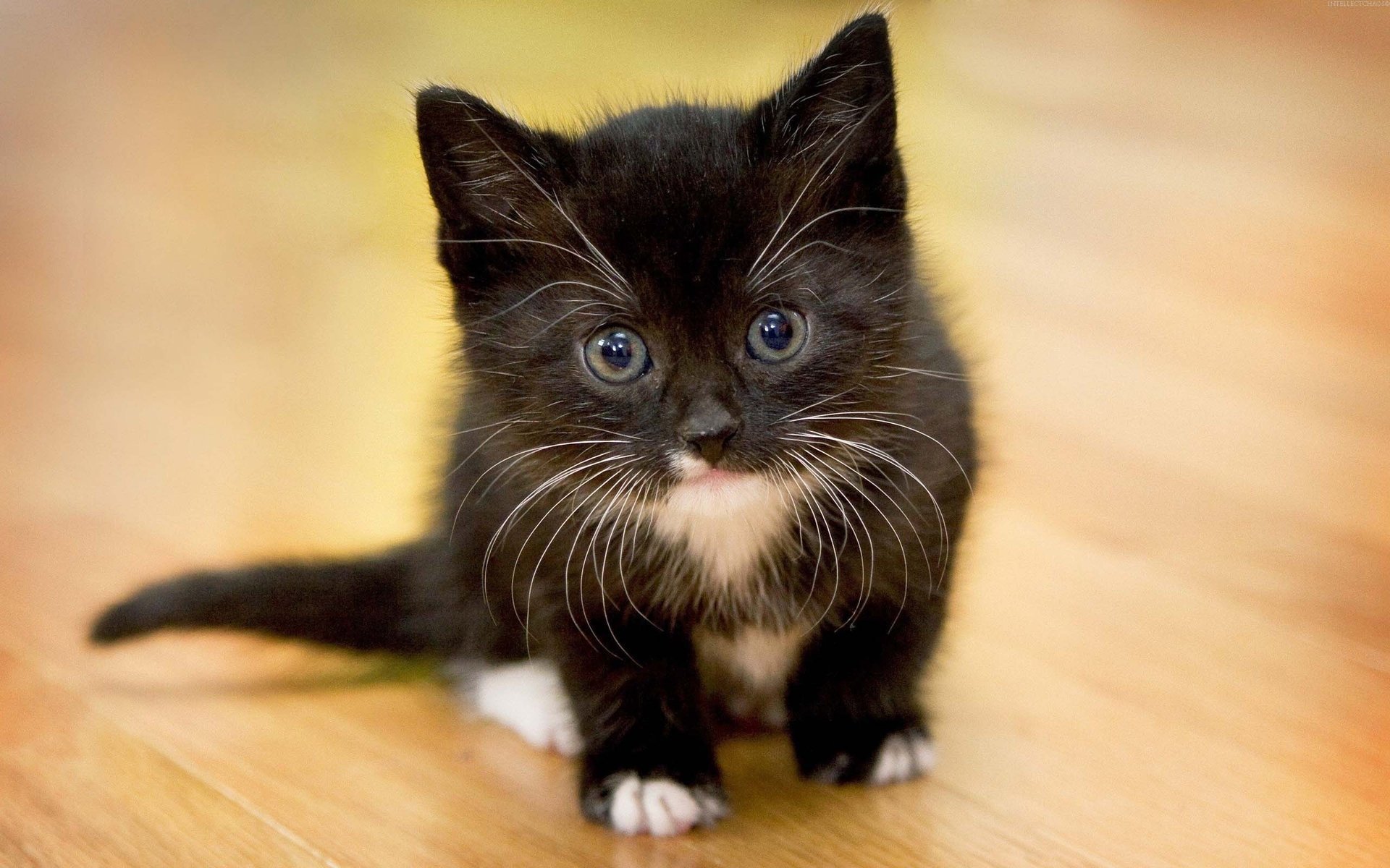 gatito ojos mirada