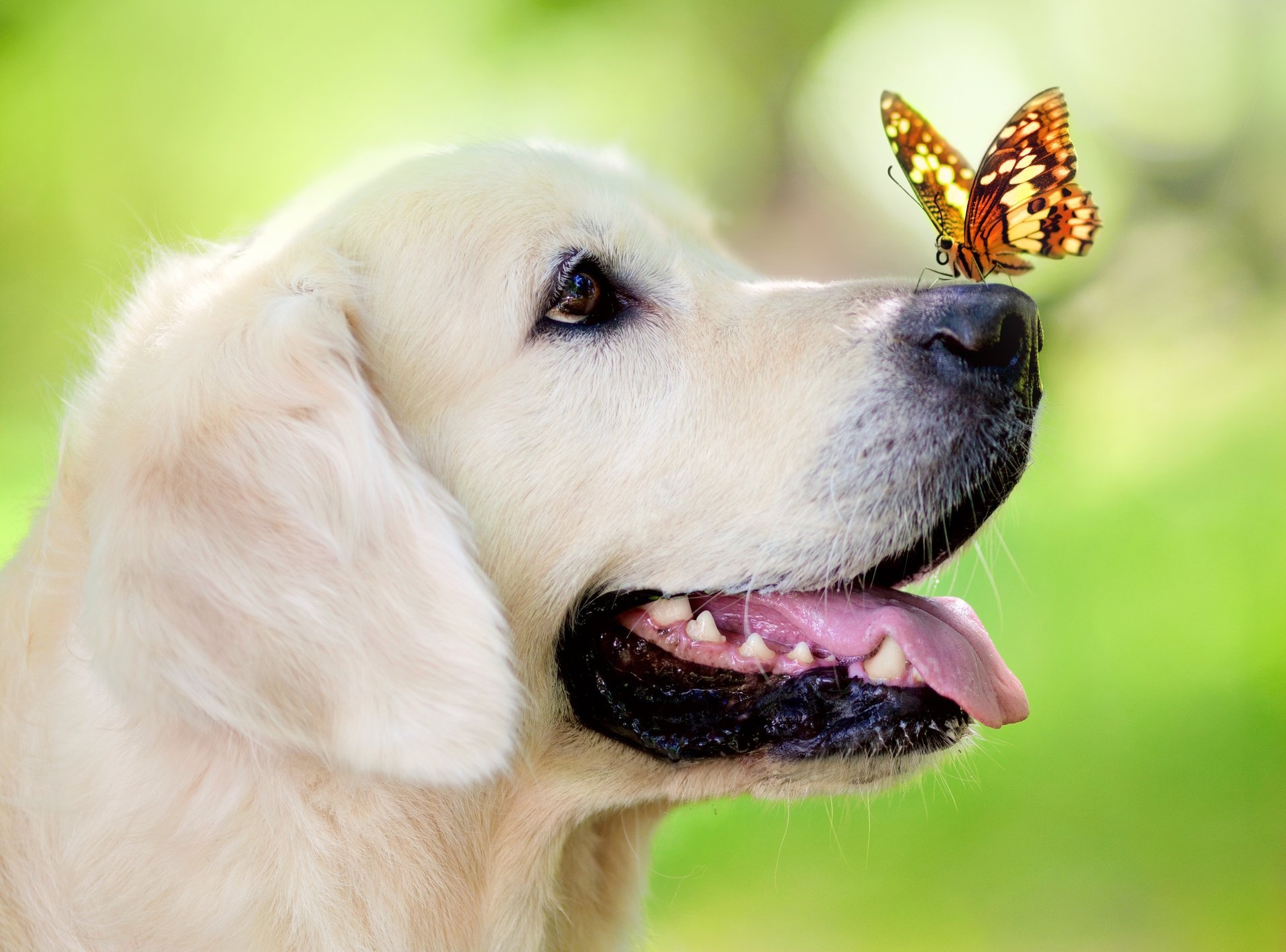chien bokeh papillon