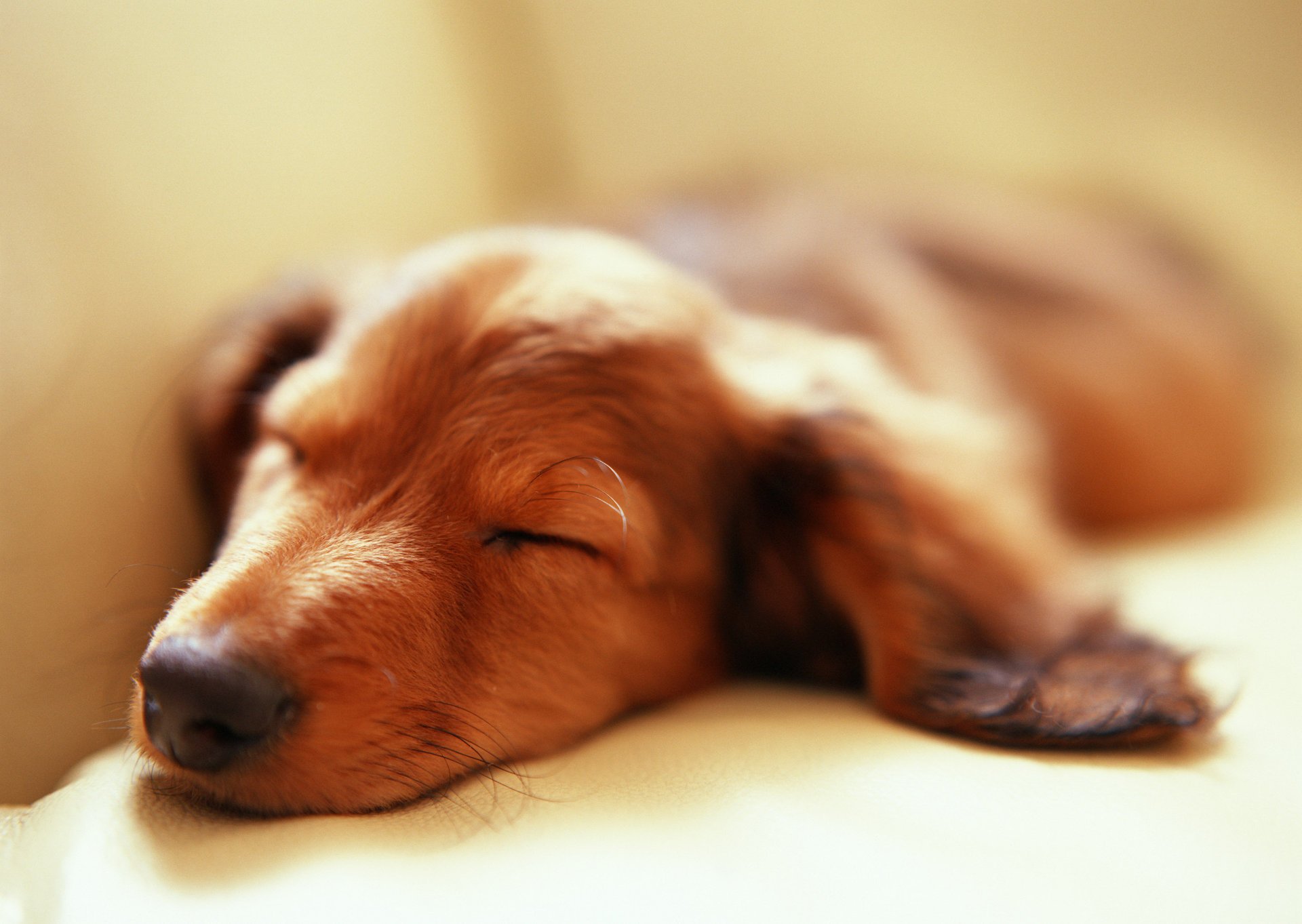 dog sleep ear