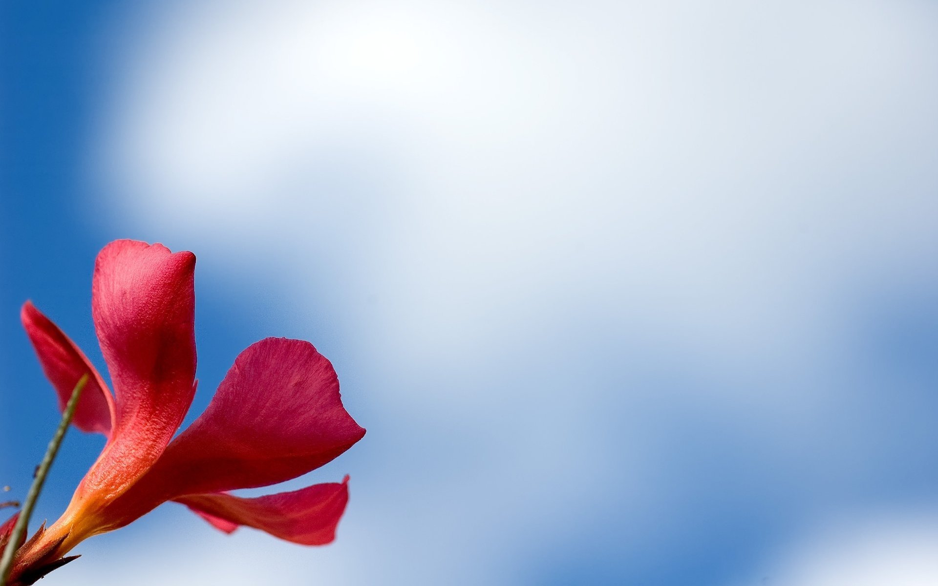 macro macro flower flower wallpaper background red petals red
