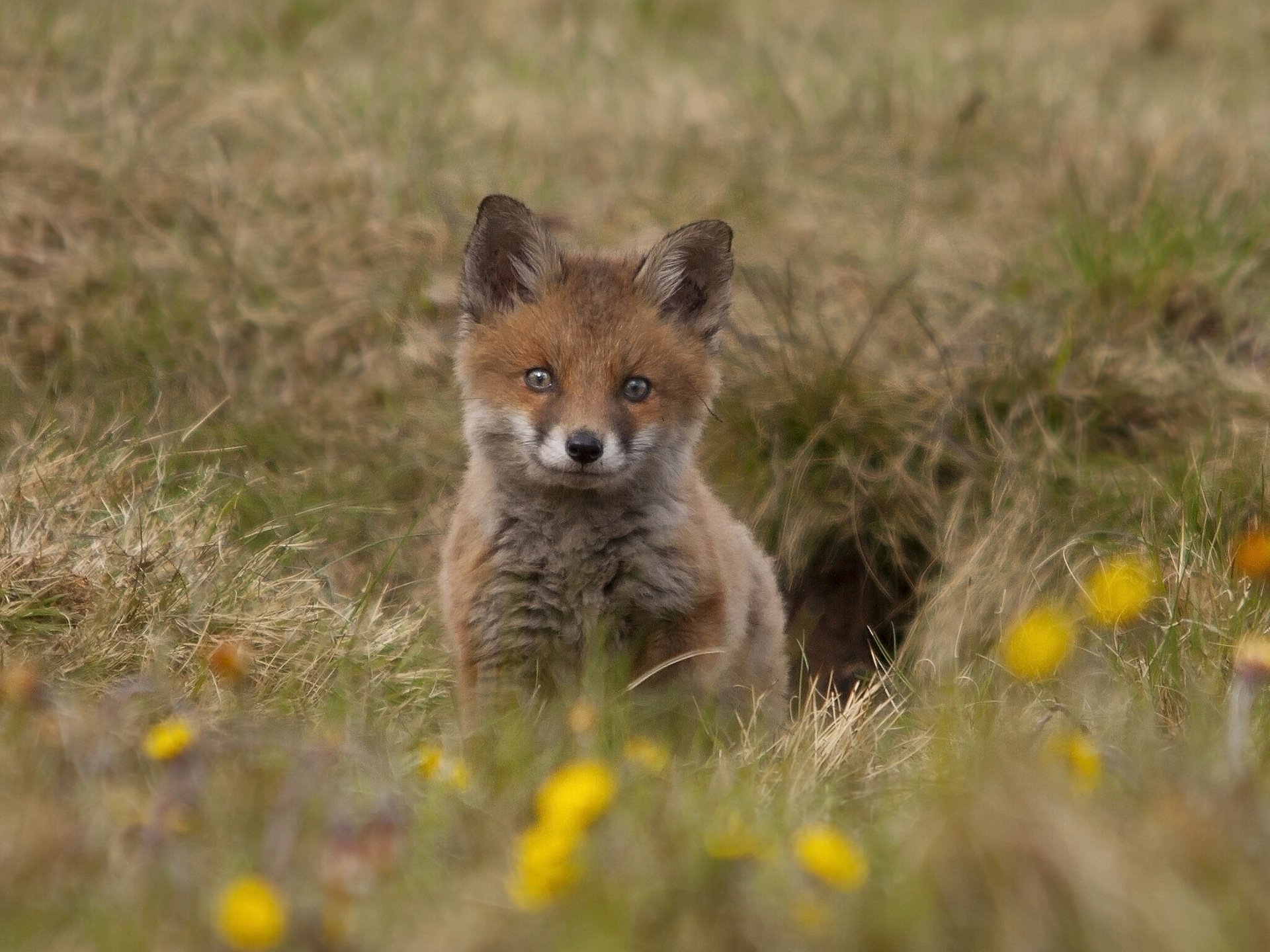renard renard cub