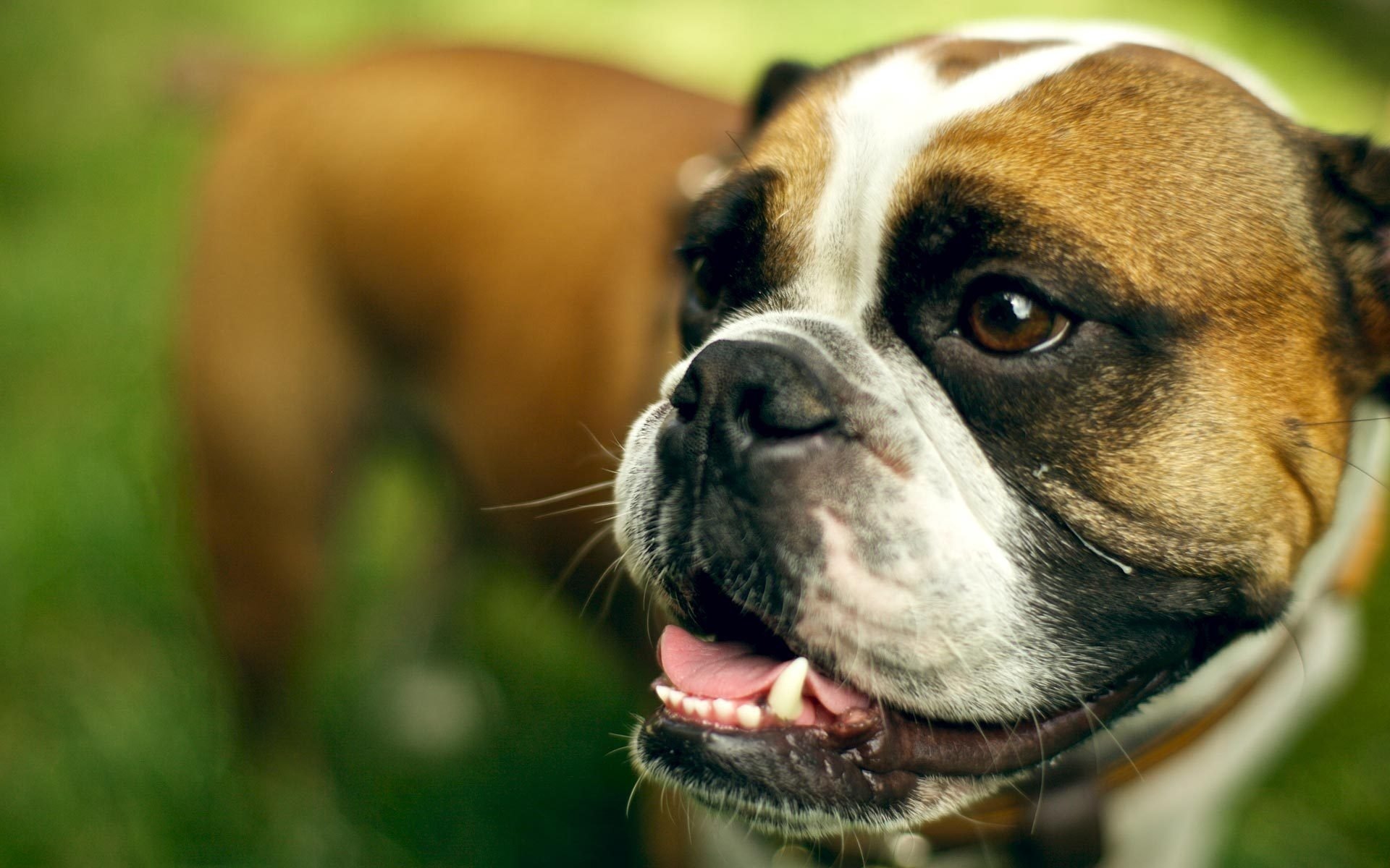 dog english bulldog each look