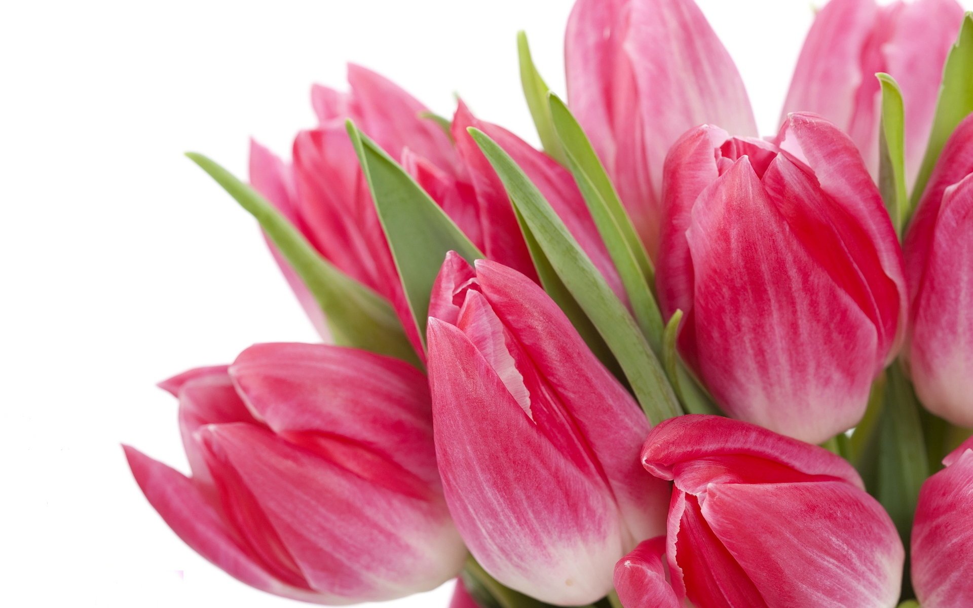 kwiaty tulips flowers bright bright beauty pink bouquet tulipany