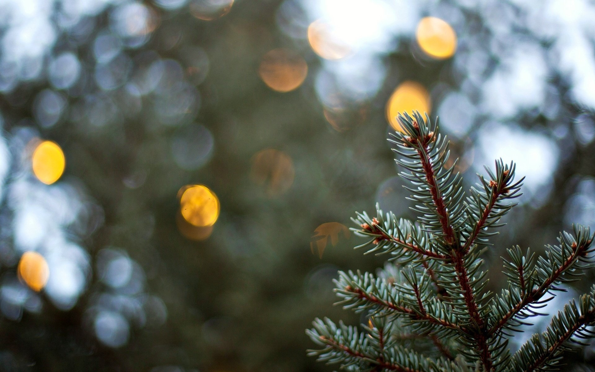 makro makro świerk tło bokeh jodła choinka rozmycie bokeh