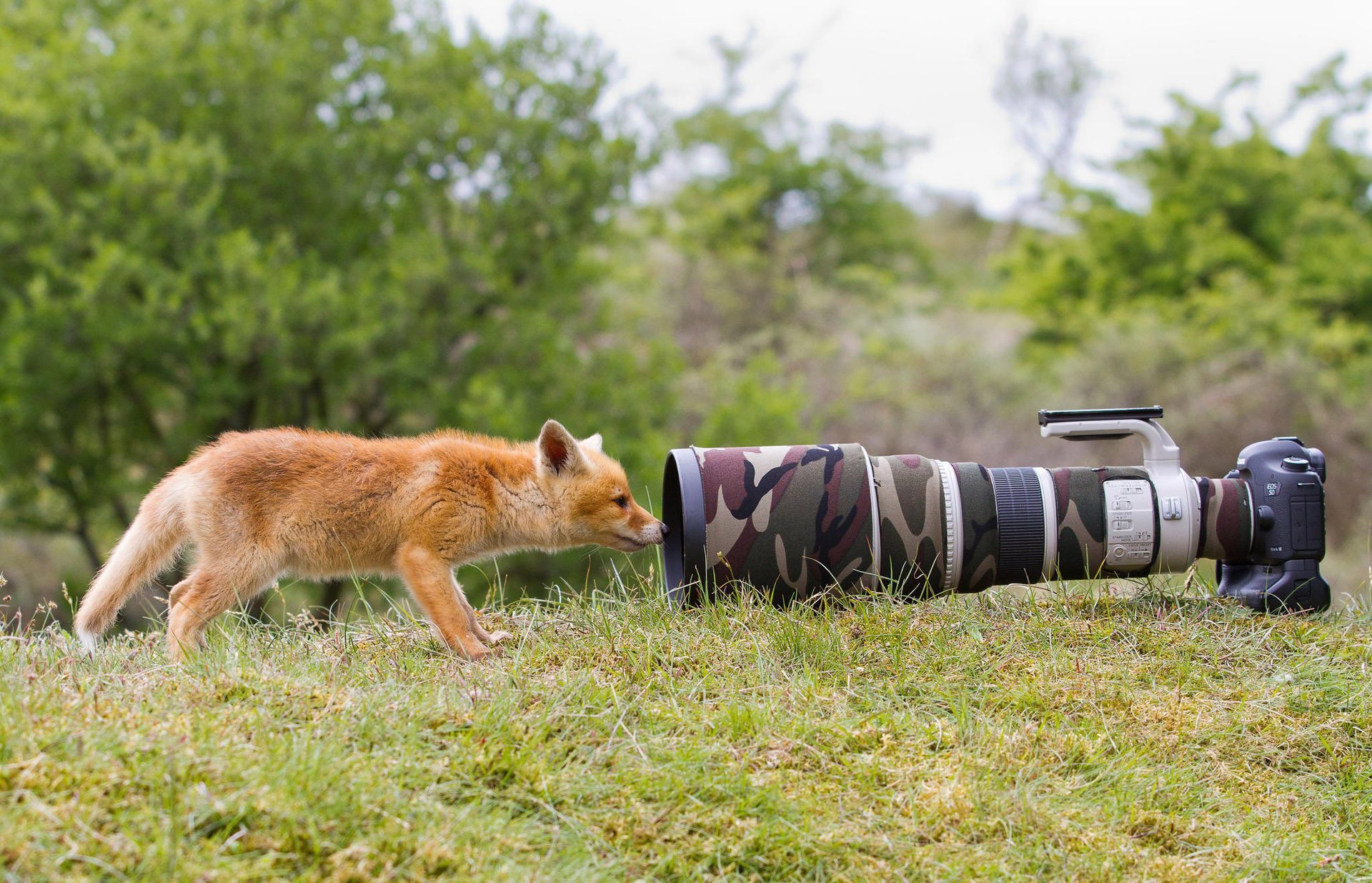 zorro zorro animal hierba naturaleza cámara