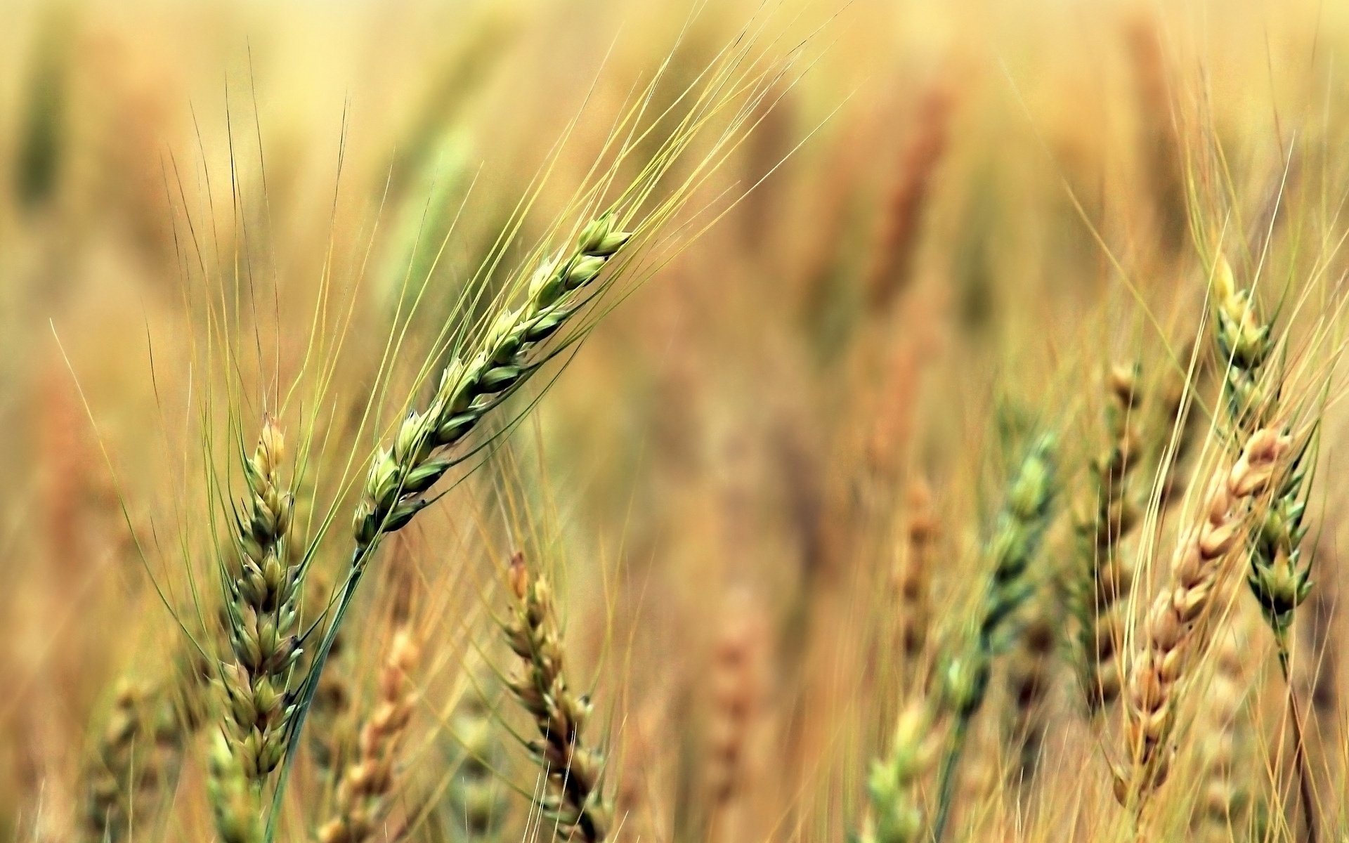 macro wheat green spikelets ears rye
