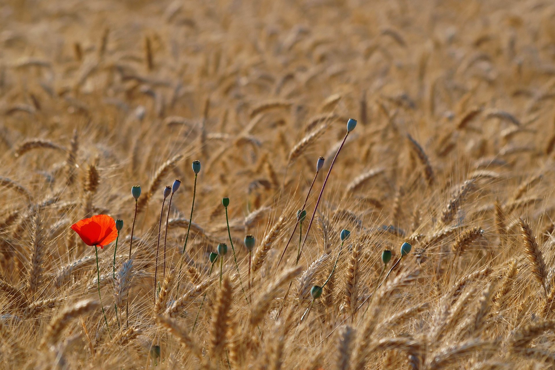 papavero rosso papavero grano campo spighette