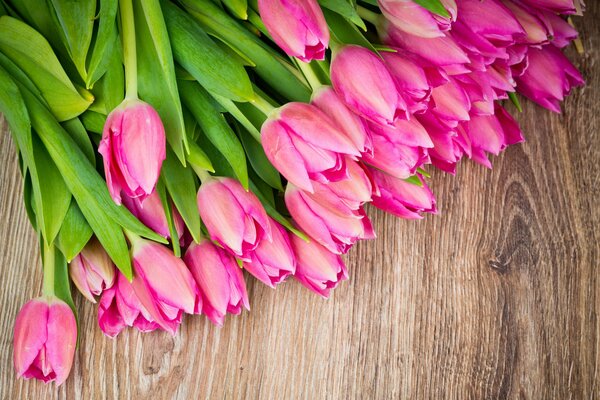 Bouquet of pink delicate tulips