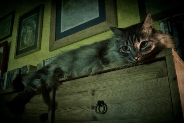 Fluffy sleeps on a wooden chest of drawers