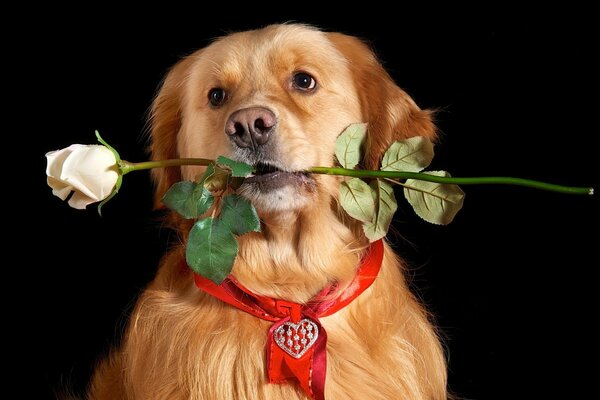 Golden dog carries a rose in his teeth