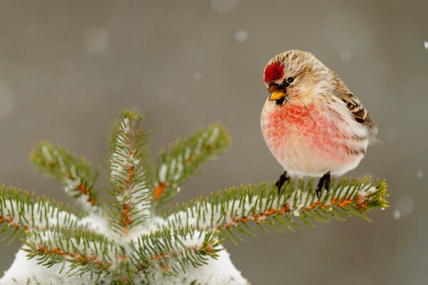 Un oiseau avec une tache rouge sur la tête est assis sur une branche enneigée d un arbre de Noël. Il neige