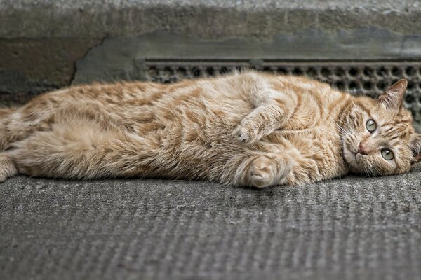 Adorabile gatto rosso con gli occhi belli