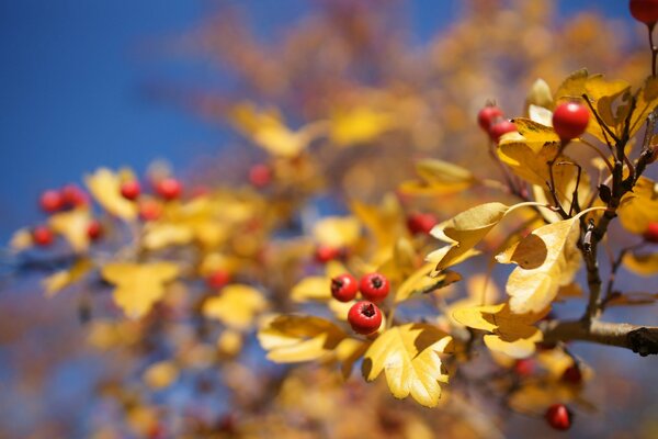 Gelbe Blätter und rote Beeren im Herbst