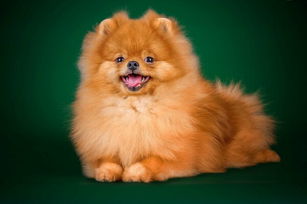 Cute fluffy pomeranian lying on his stomach