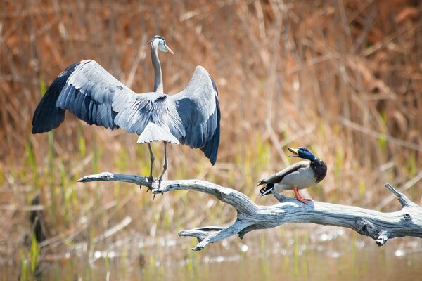 A heron and a duck are sitting on a gray branch and quarreling