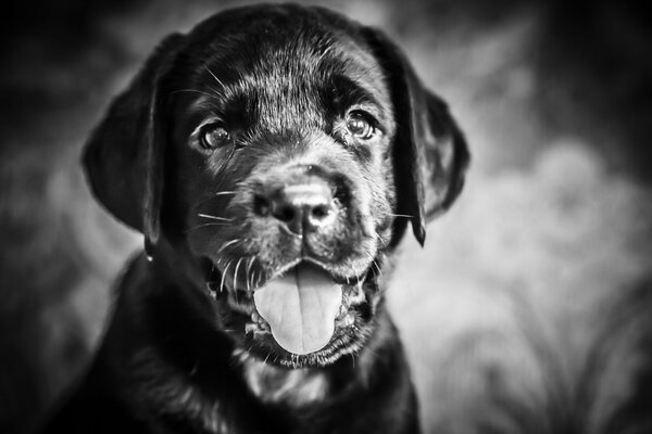 Cucciolo nero con uno sguardo gentile