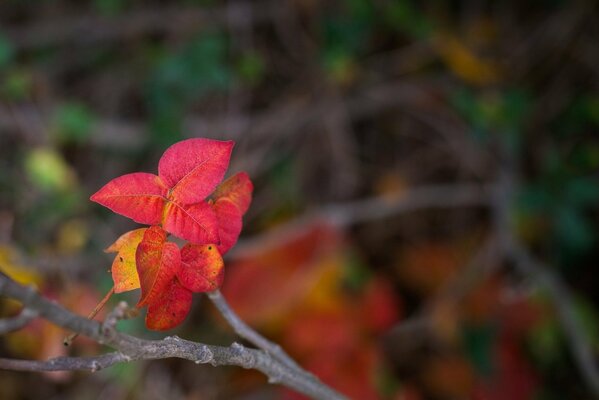 Feuilles rouges sur une branche