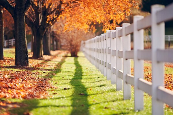 Green path with autumn trees