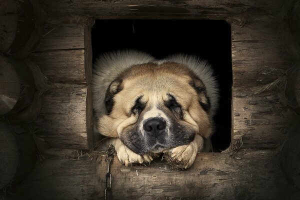 Perro peludo guarda la casa
