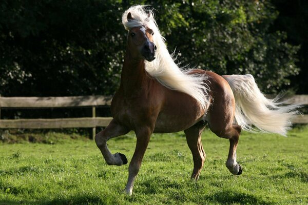 A brown horse with a white spot on his forehead and a white mane runs through the grass in the paddock