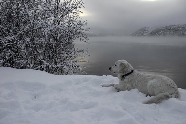 Beau chien blanc se trouve sur la neige