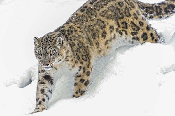 Leopardo delle nevi che nevica