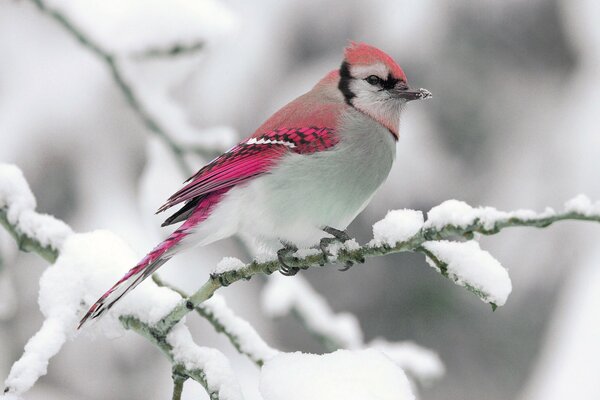 A bright bird is sitting on a tree branch in the snow