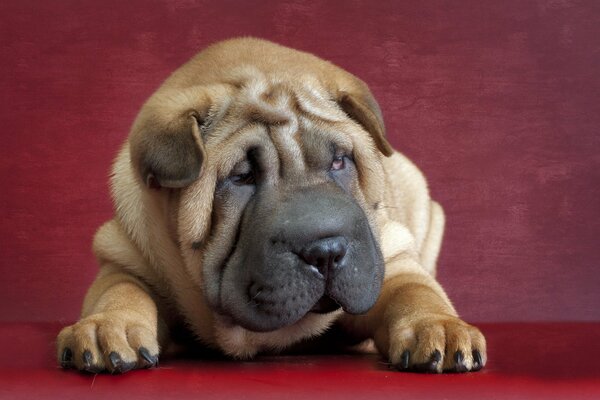 Shar Pei brun dans le pli