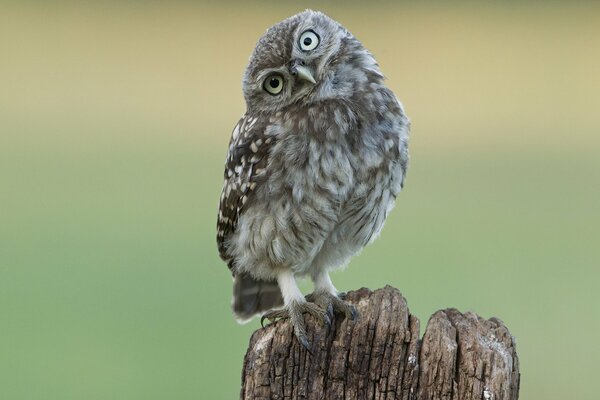 An owl sits on a stump with its head turned