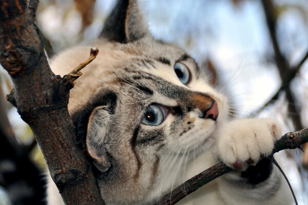 Gatto con gli occhi azzurri e il naso rosa