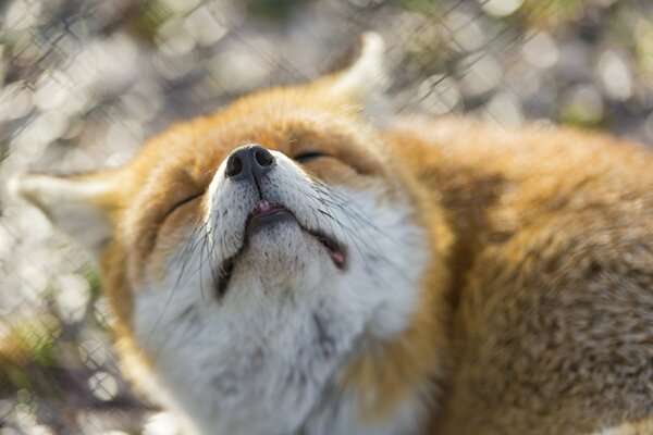 Renard dort museau vers le haut