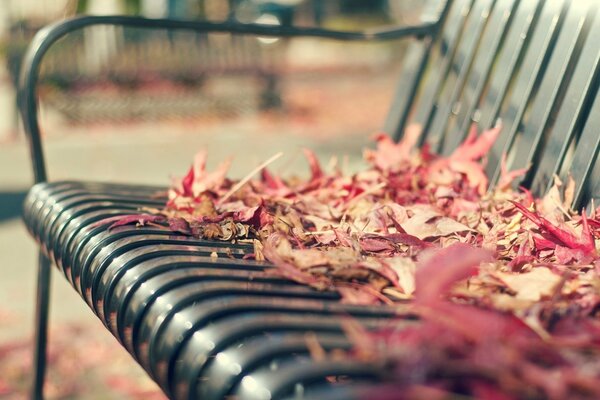 Banc avec des feuilles d automne tombées