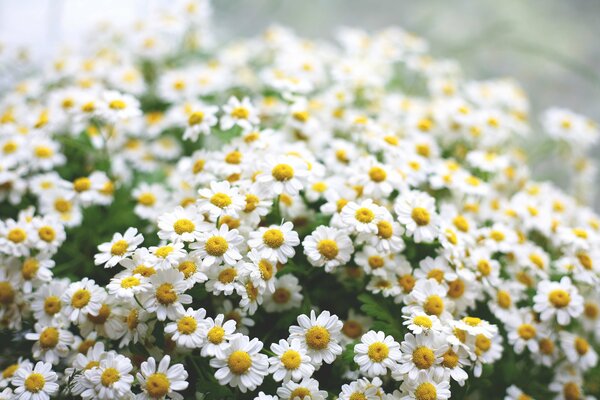 Ambiance estivale. Beaucoup de marguerites