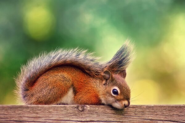 A squirrel with a tail on its back sits on a board