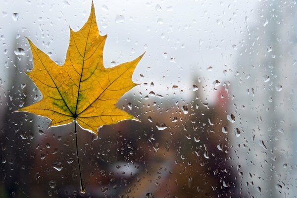 A wet leaf stuck to the window