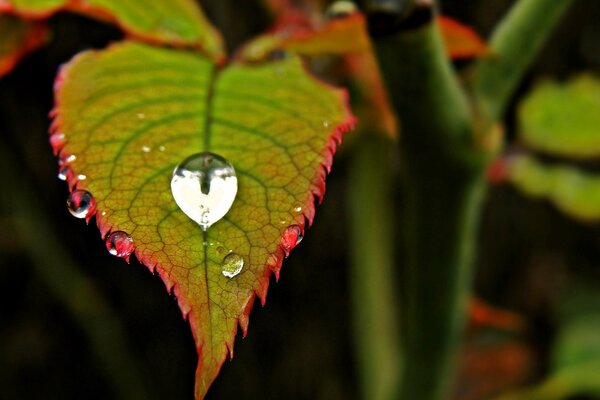Goutte de rosée du matin sur une feuille