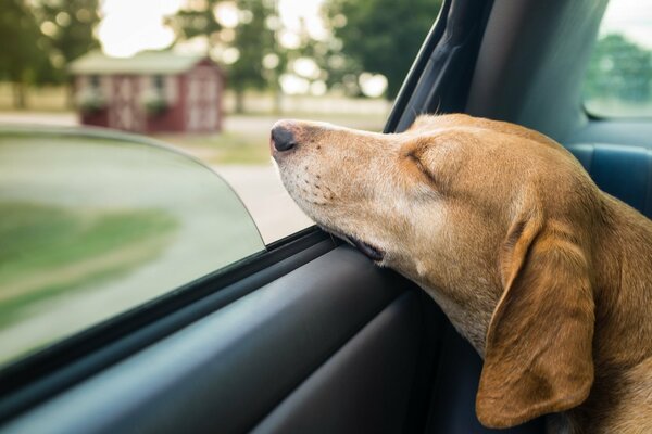 Le chien a poussé le museau dans la fenêtre de la voiture