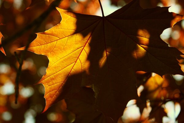 Hoja amarilla de otoño con sombra