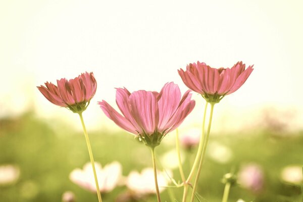 Fiori rosa su sfondo soleggiato