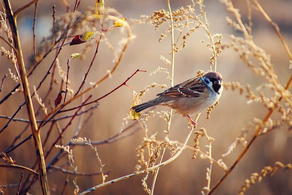 A sparrow is sitting on dry grass