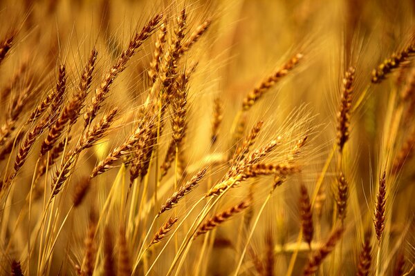 Raccolto di grano in un campo in autunno
