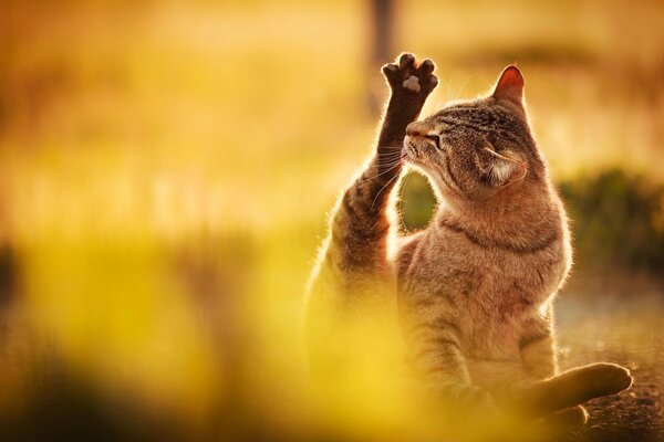 A cat washes a paw in nature
