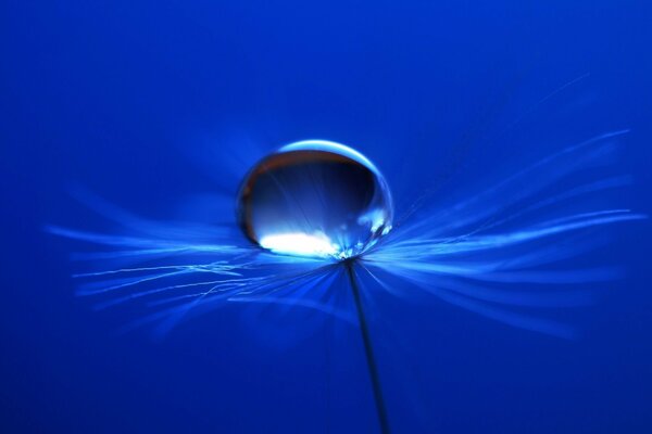 A drop of water on a plant