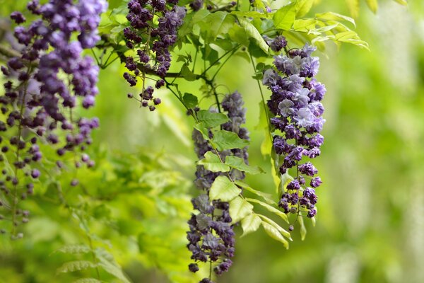 Hanging lilac wisteria flowers