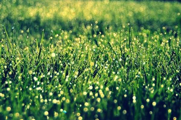 Der Morgentau hinter dem Gras unter den Strahlen der Sonne