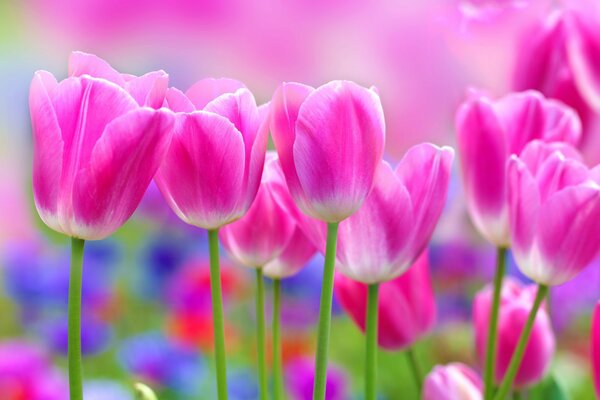 Bonne humeur. Fleurs de printemps