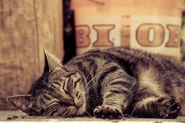 Gatto soriano addormentato con le zampe distese