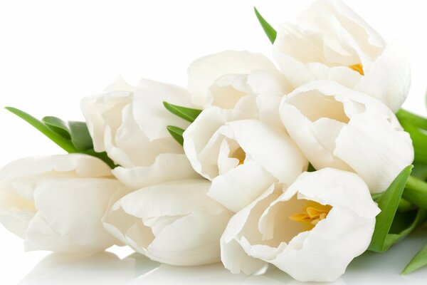 Ramo de tulipanes blancos delicados